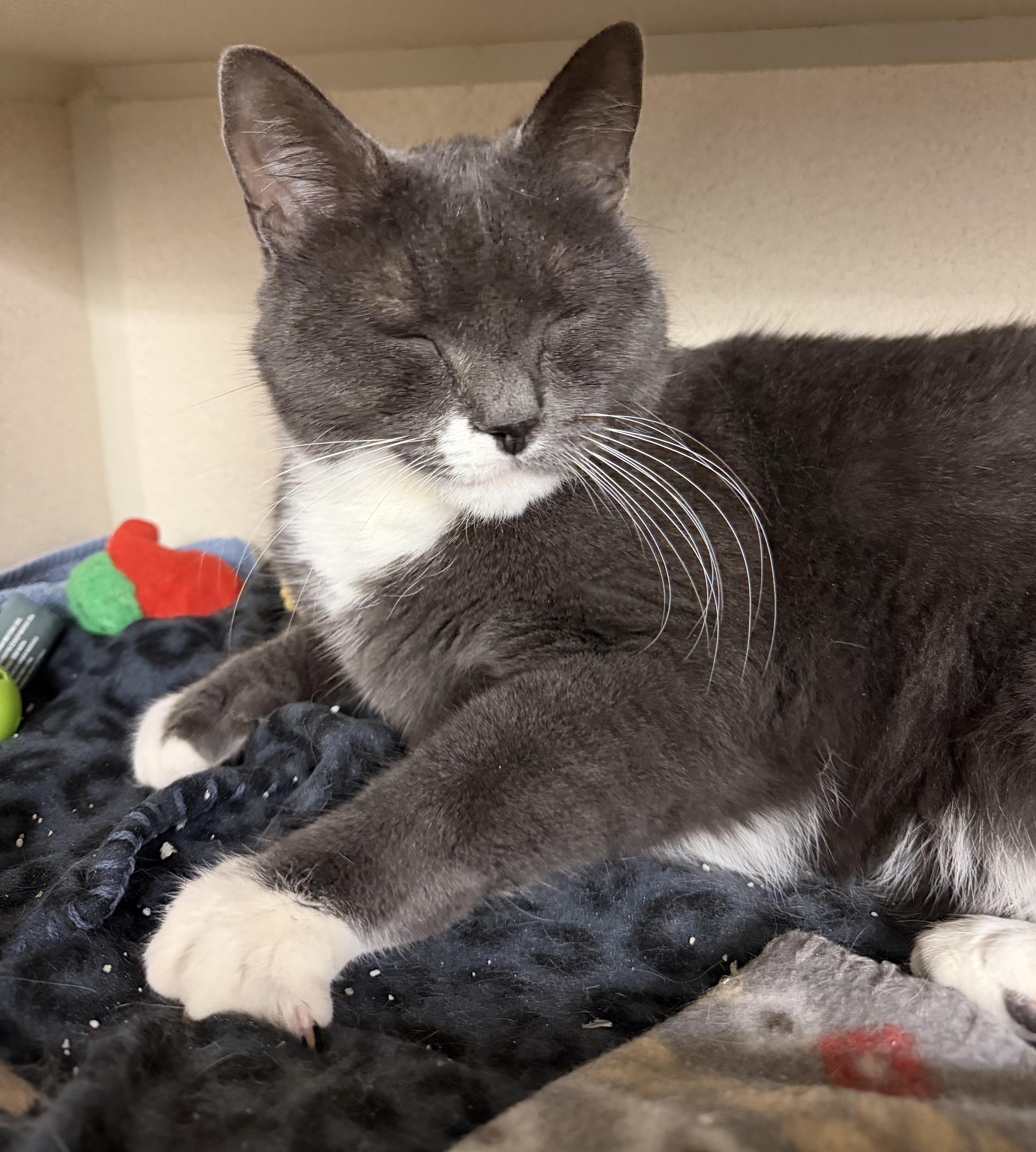 Enlarge Buddy, an adopted mixed breed in Salem, NH image 2/5