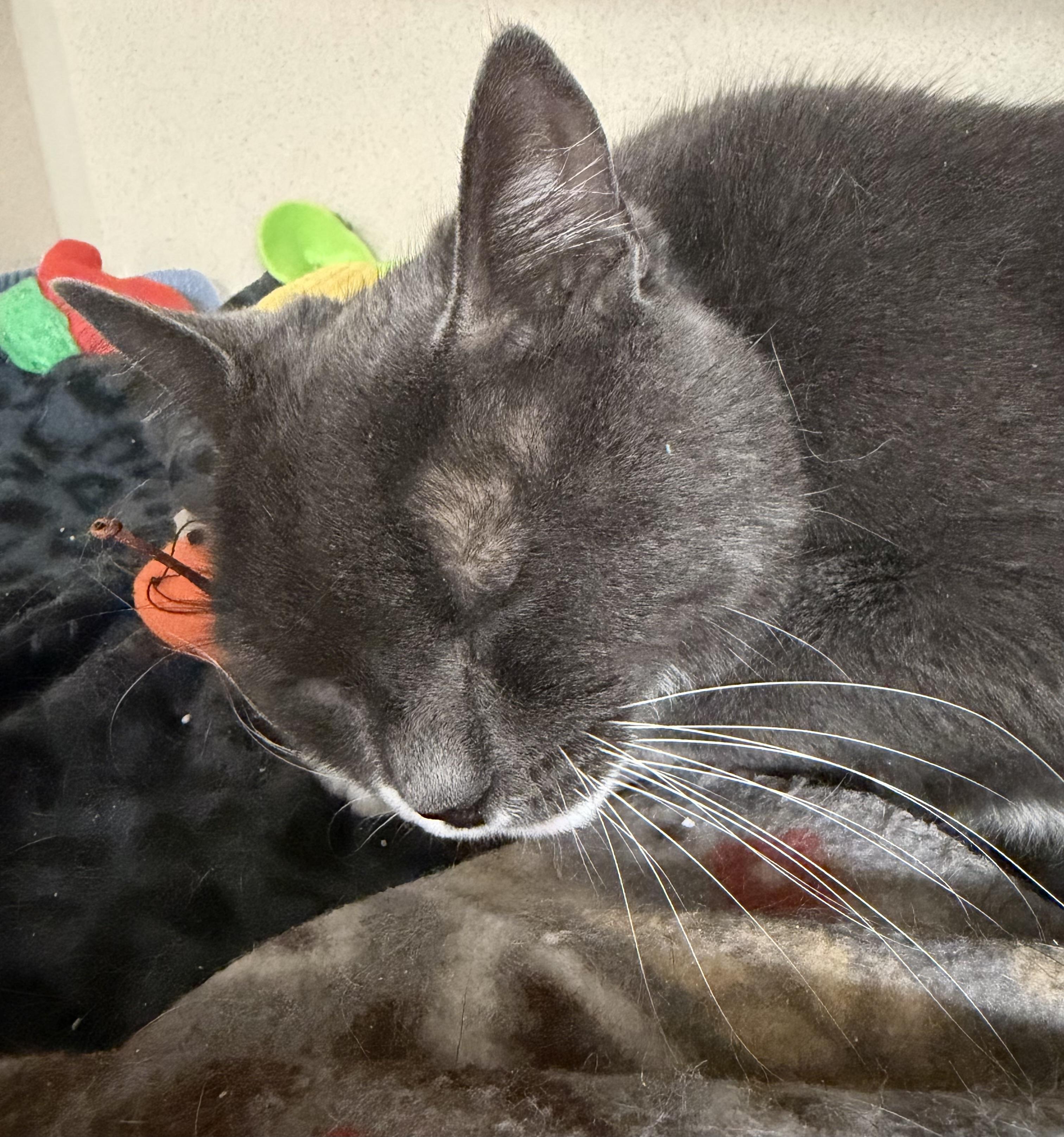 Enlarge Buddy, an adopted mixed breed in Salem, NH image 4/5