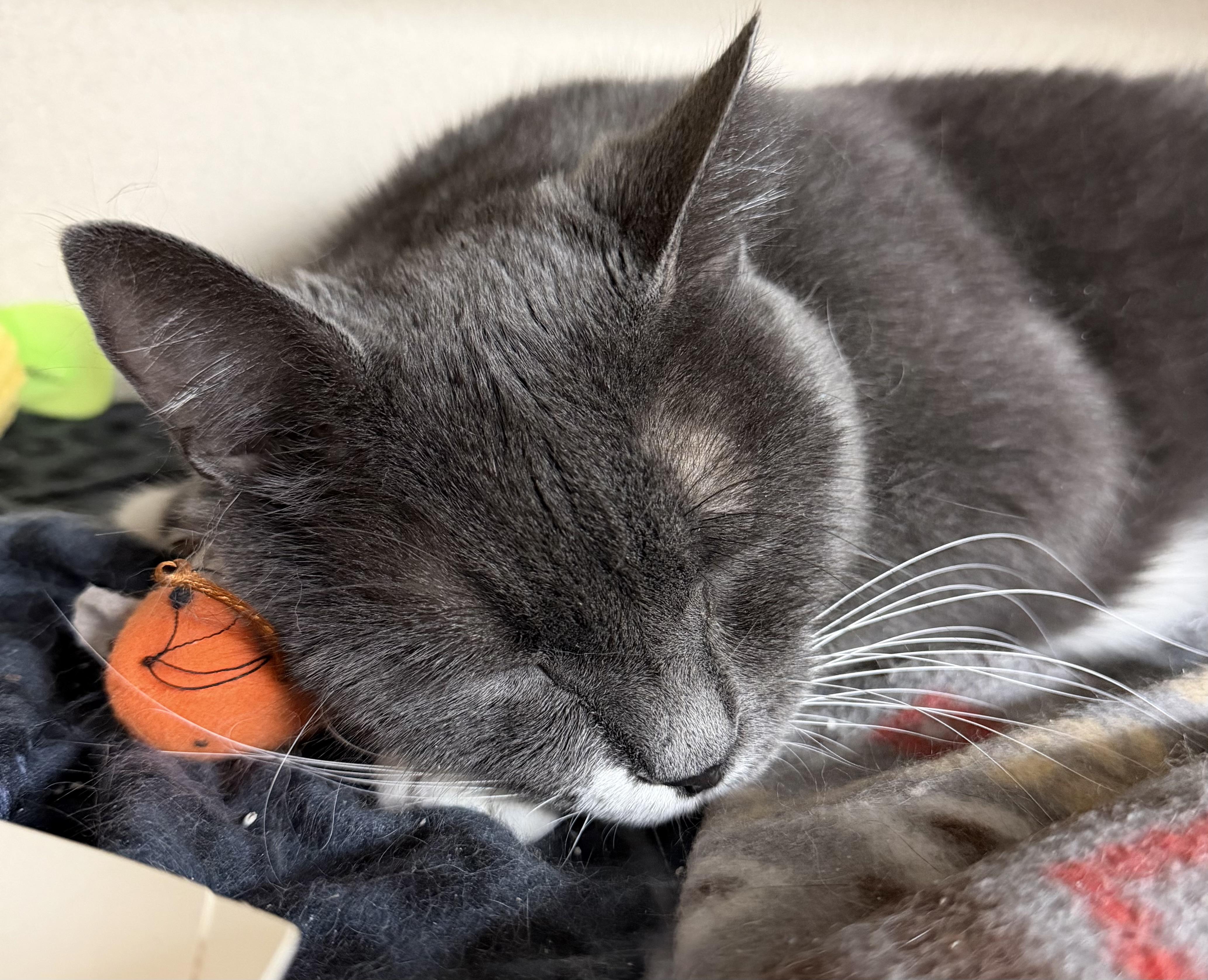 Enlarge Buddy, an adopted mixed breed in Salem, NH image 3/5