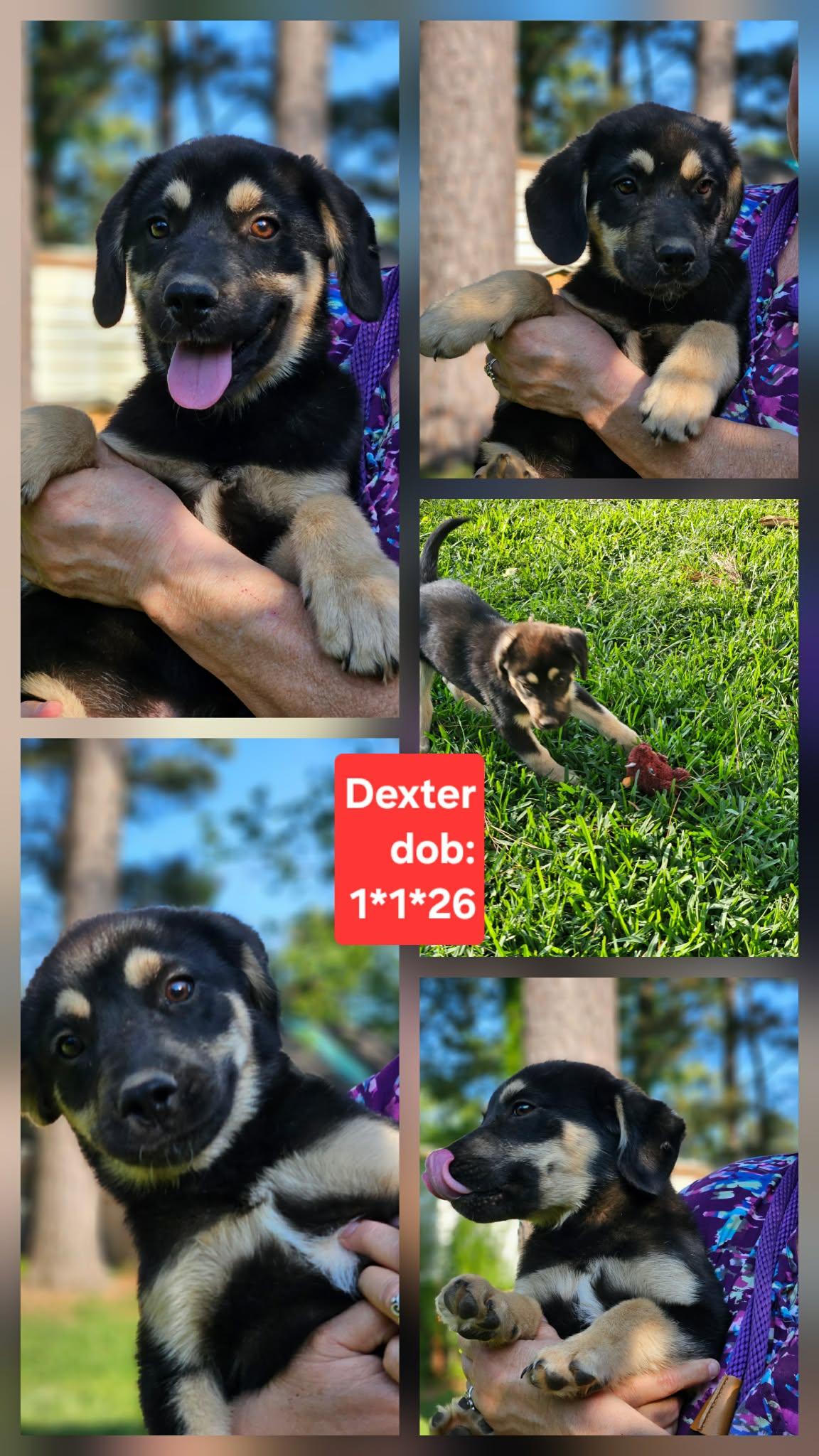 Dexter Dee *LOCAL*, Adopted, Puppy Male Shepherd & Beagle.
