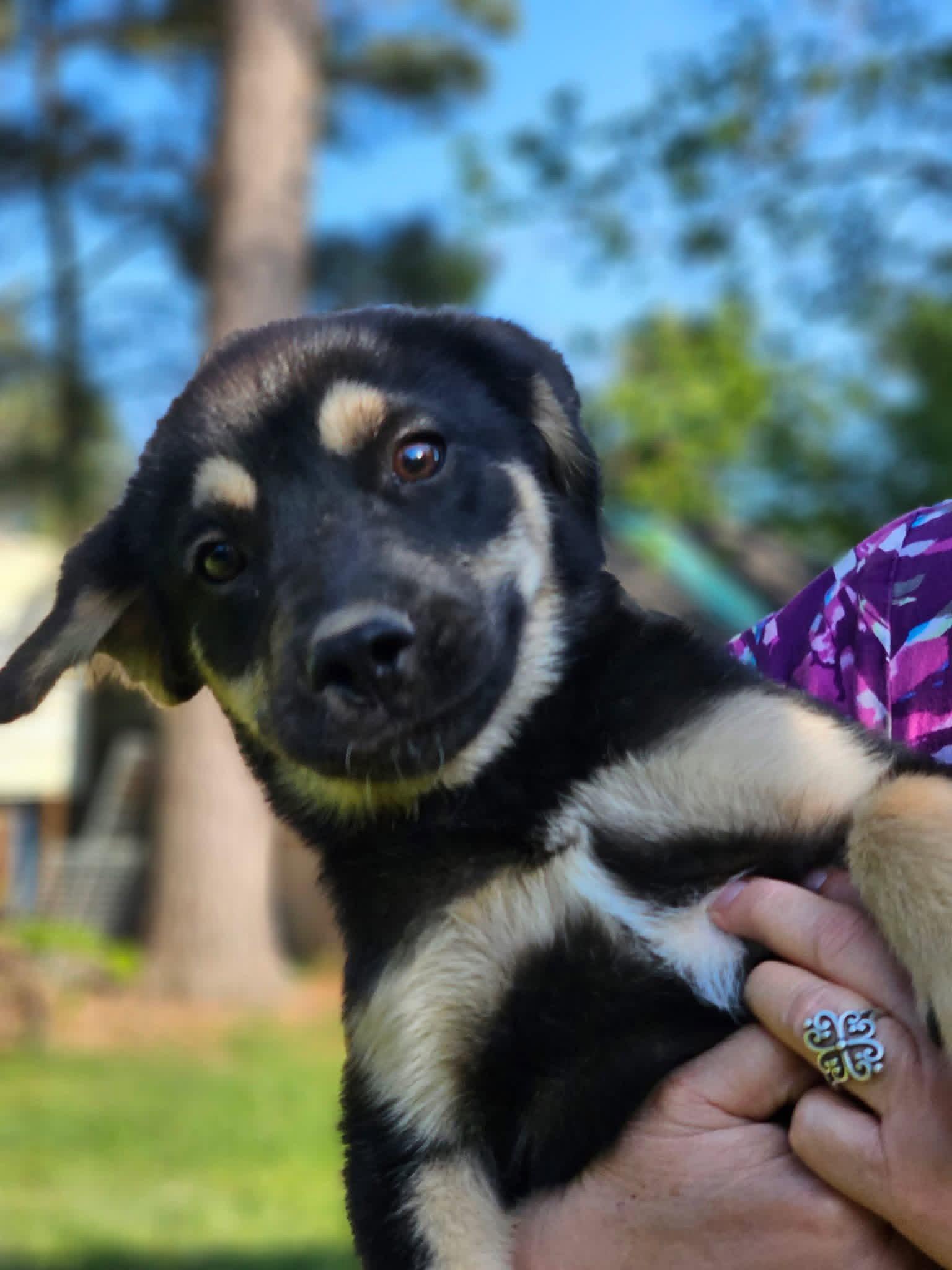 Enlarge Dexter Dee *LOCAL*, a Adopted mixed breed in Wakefield, RI image 2/2