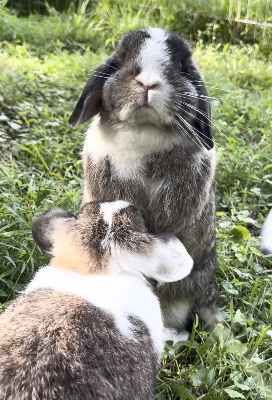 Daisy and Rosie photo
