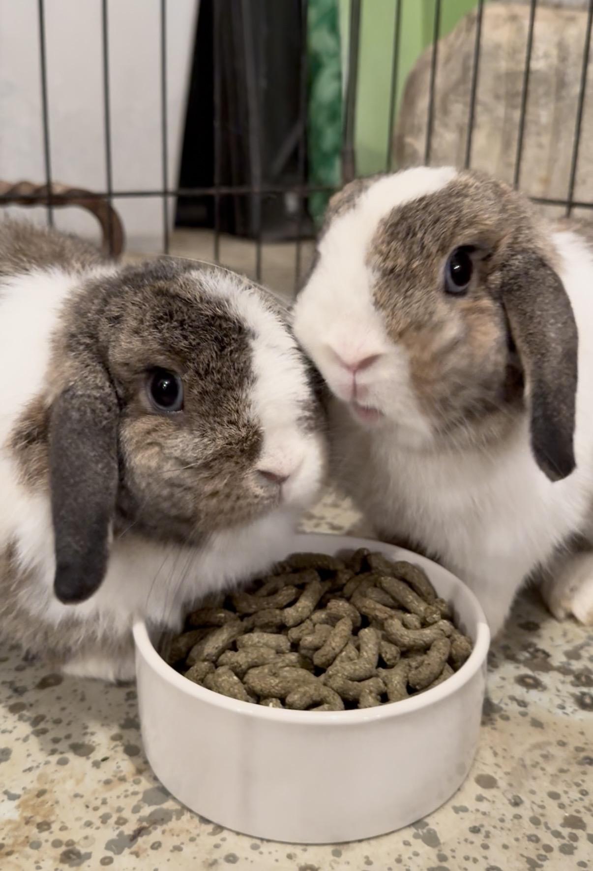 Enlarge Daisy and Rosie, a Adoptable Holland Lop in Salisbury Mills, NY image 2/2