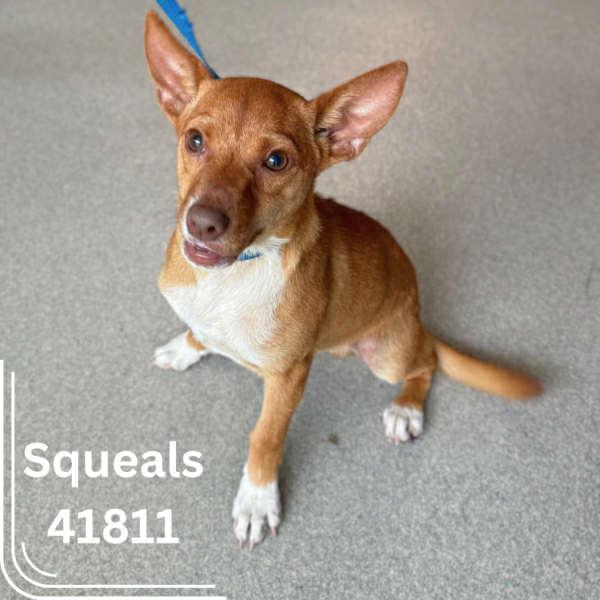 Enlarge Eljay, a Adopted mixed breed in Tampa, FL image 1/6