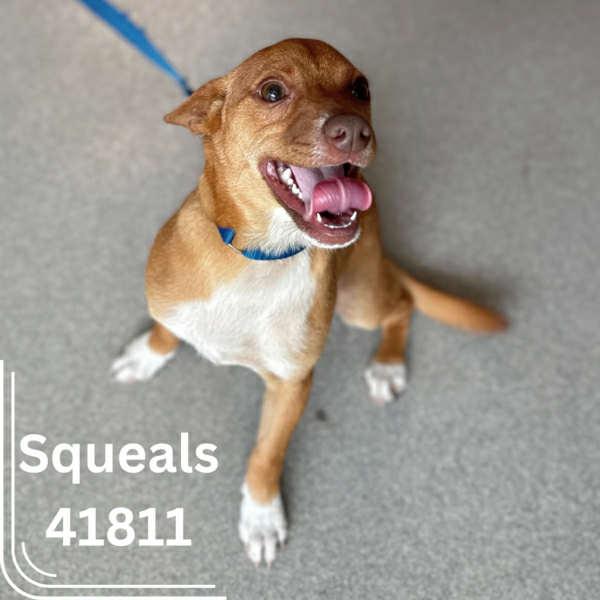 Enlarge Eljay, a Adopted mixed breed in Tampa, FL image 4/6