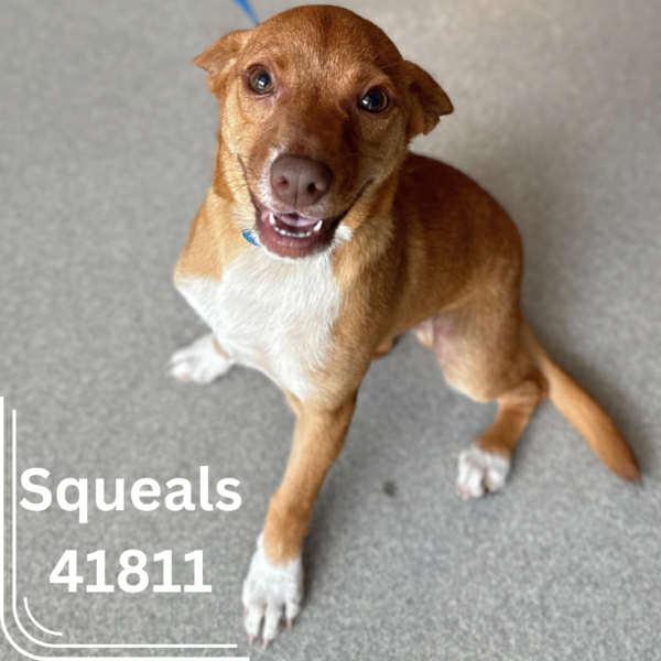 Enlarge Eljay, a Adopted mixed breed in Tampa, FL image 5/6
