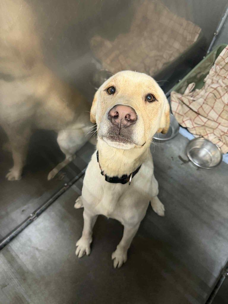 Copper, Adoptable, Adult Male Labrador Retriever.