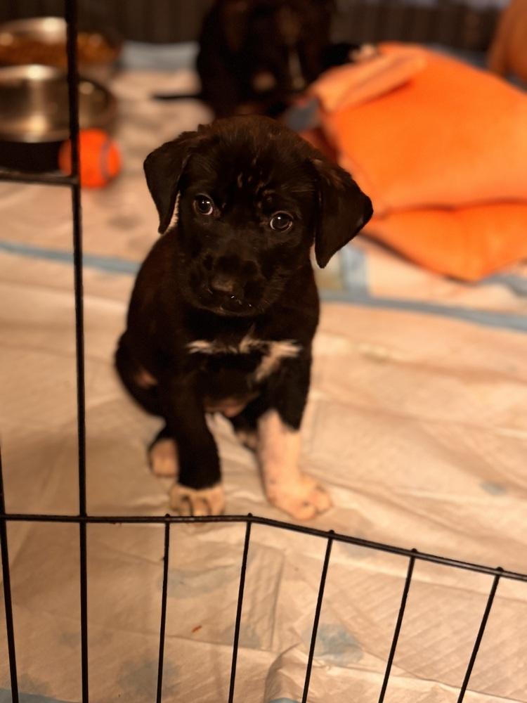 Cullen, Adoptable, Puppy Female Labrador Retriever.