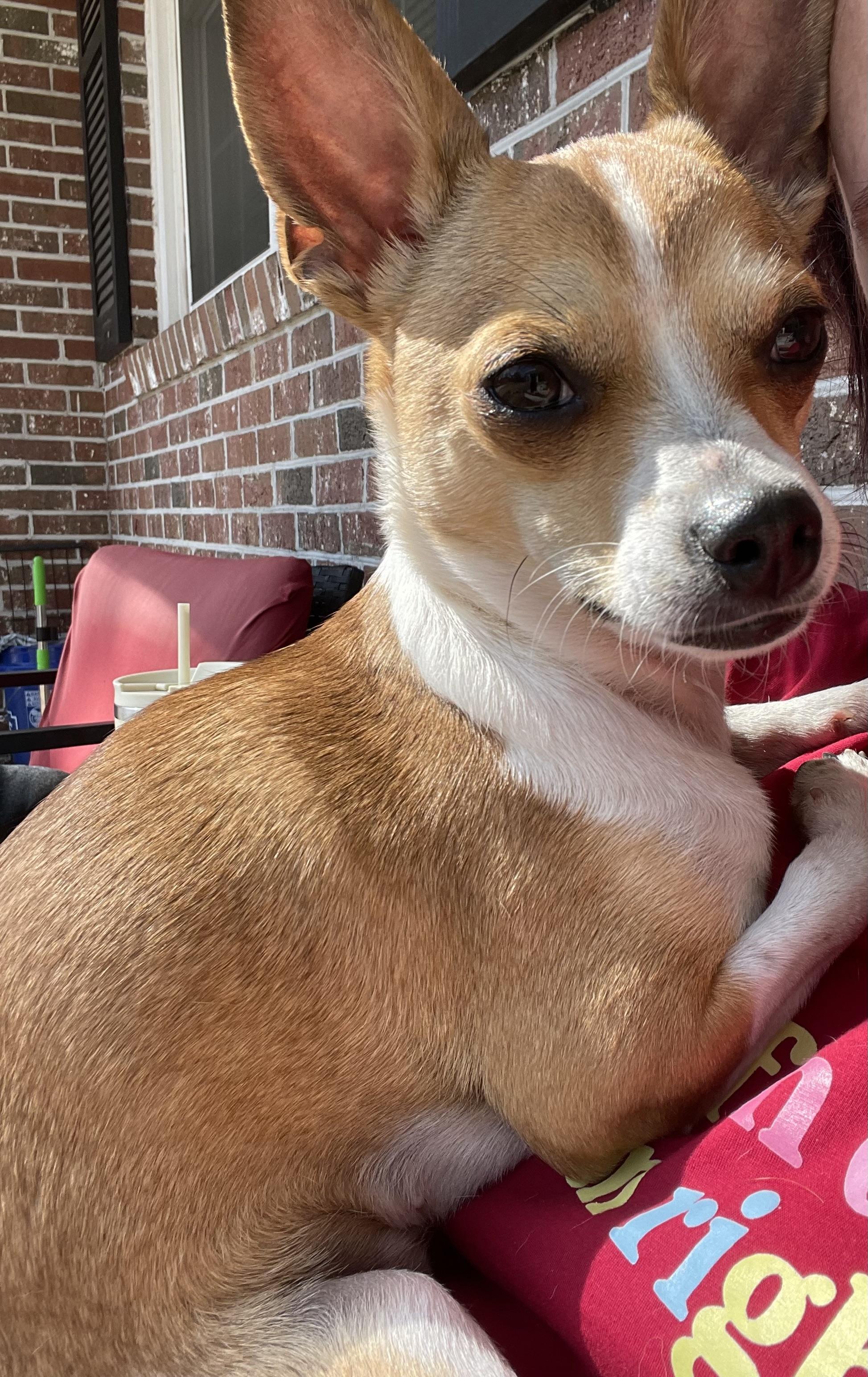 Enlarge Paris, a ADOPTABLE mixed breed in Mt Pleasant, SC image 1/5