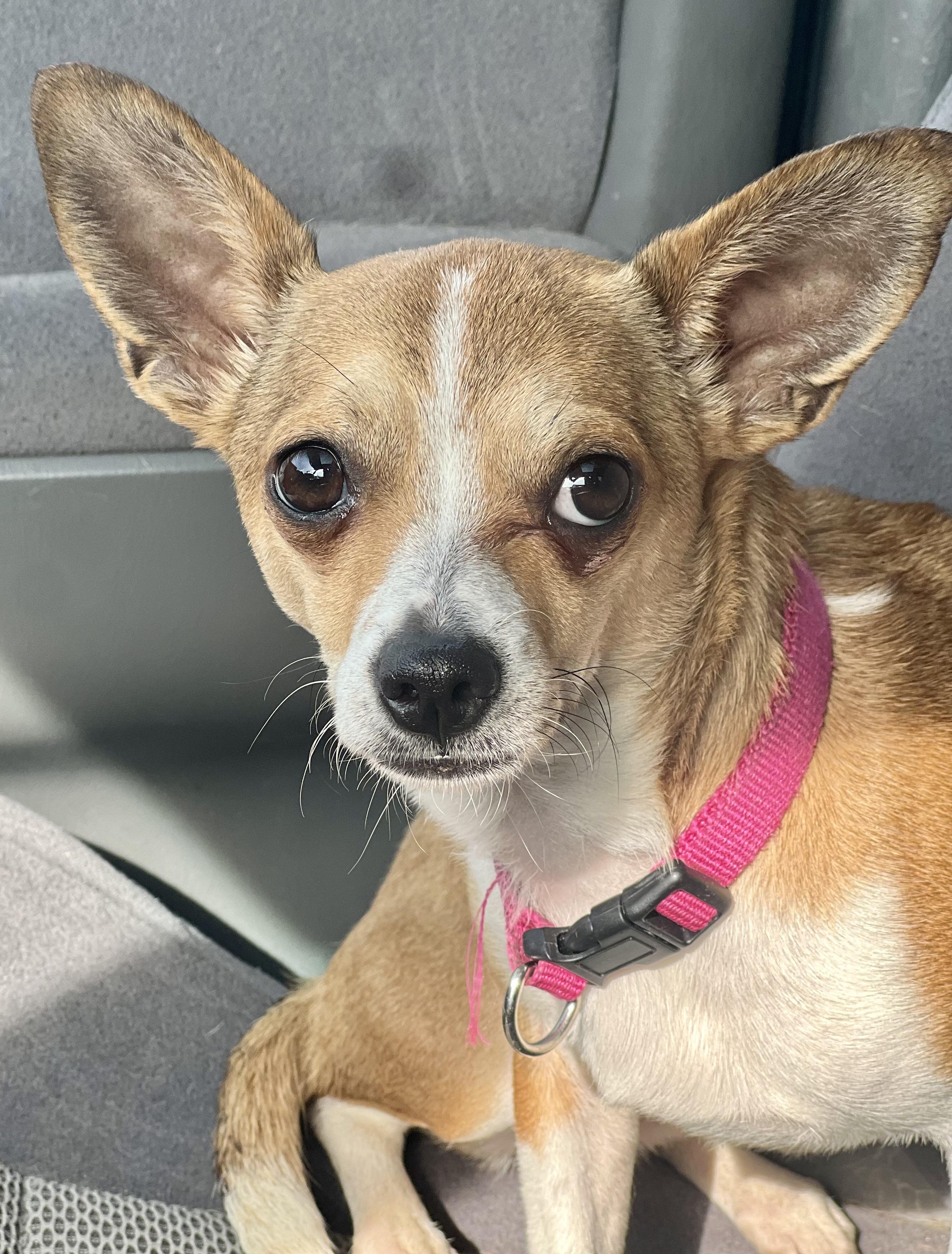 Enlarge Paris, a ADOPTABLE mixed breed in Mt Pleasant, SC image 3/6