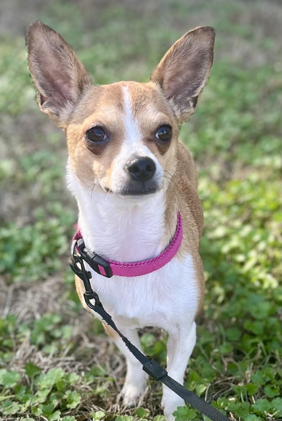 Paris, ADOPTABLE, Young Female Chihuahua.