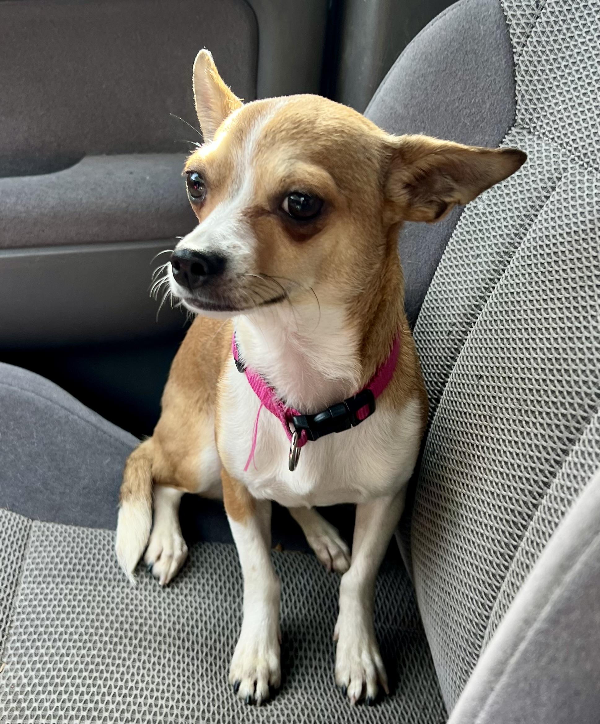 Enlarge Paris, a ADOPTABLE mixed breed in Mt Pleasant, SC image 4/6