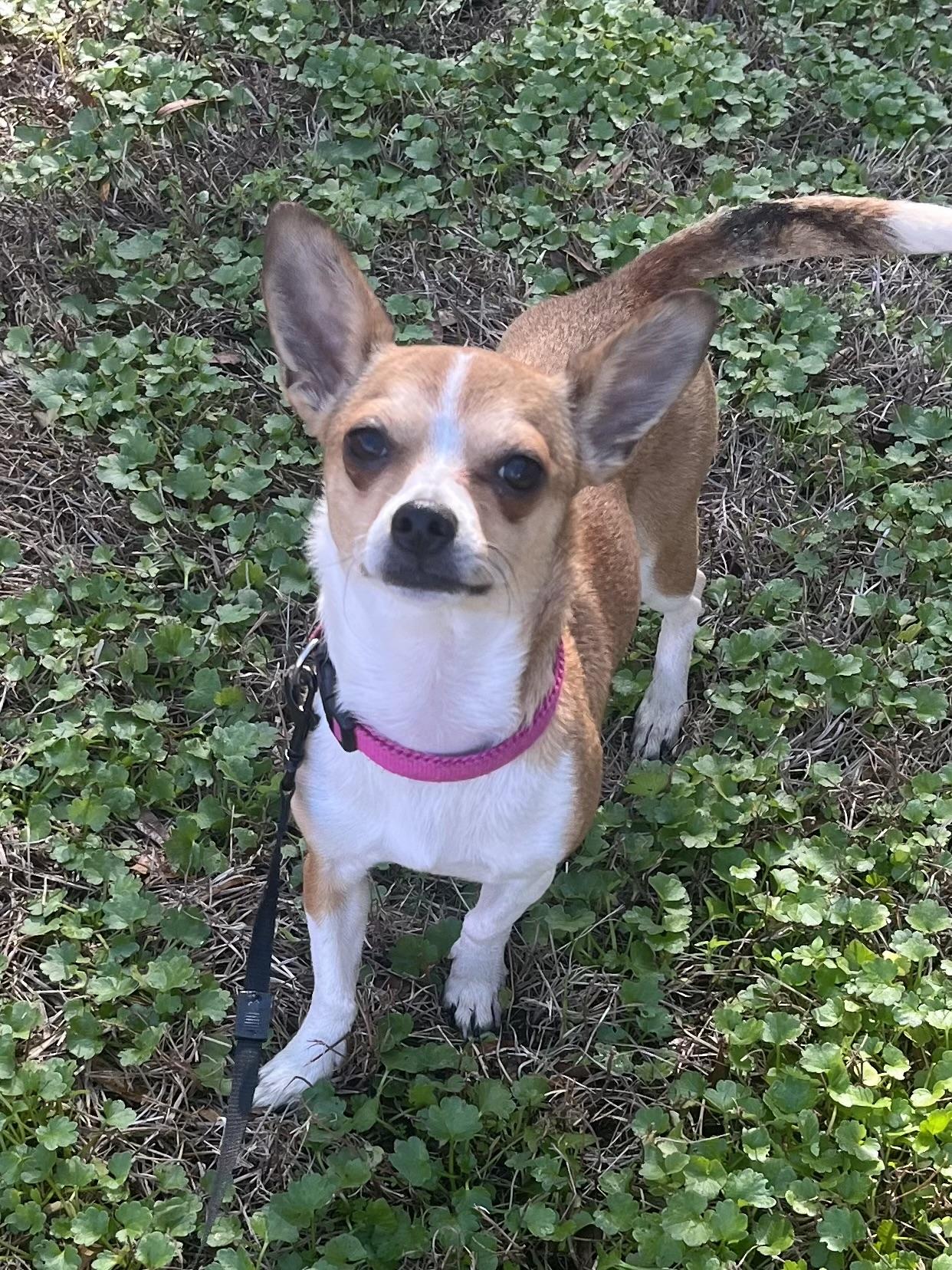 Enlarge Paris, a ADOPTABLE mixed breed in Mt Pleasant, SC image 6/6