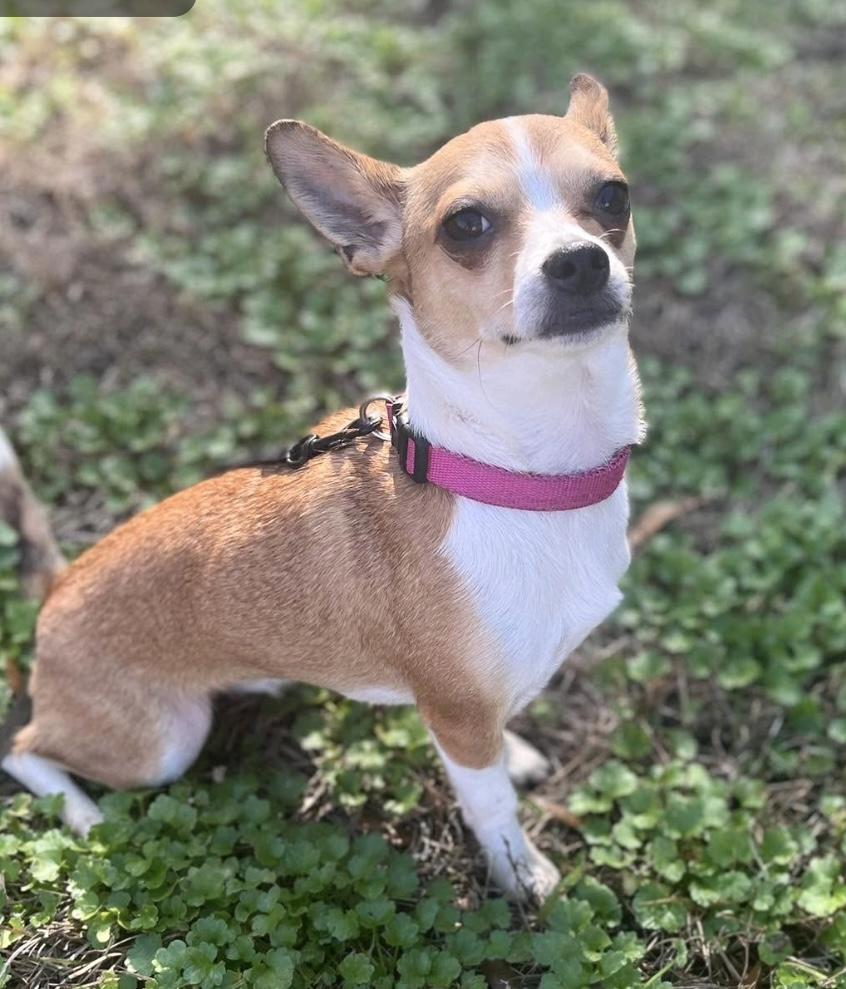 Enlarge Paris, a ADOPTABLE mixed breed in Mt Pleasant, SC image 5/6