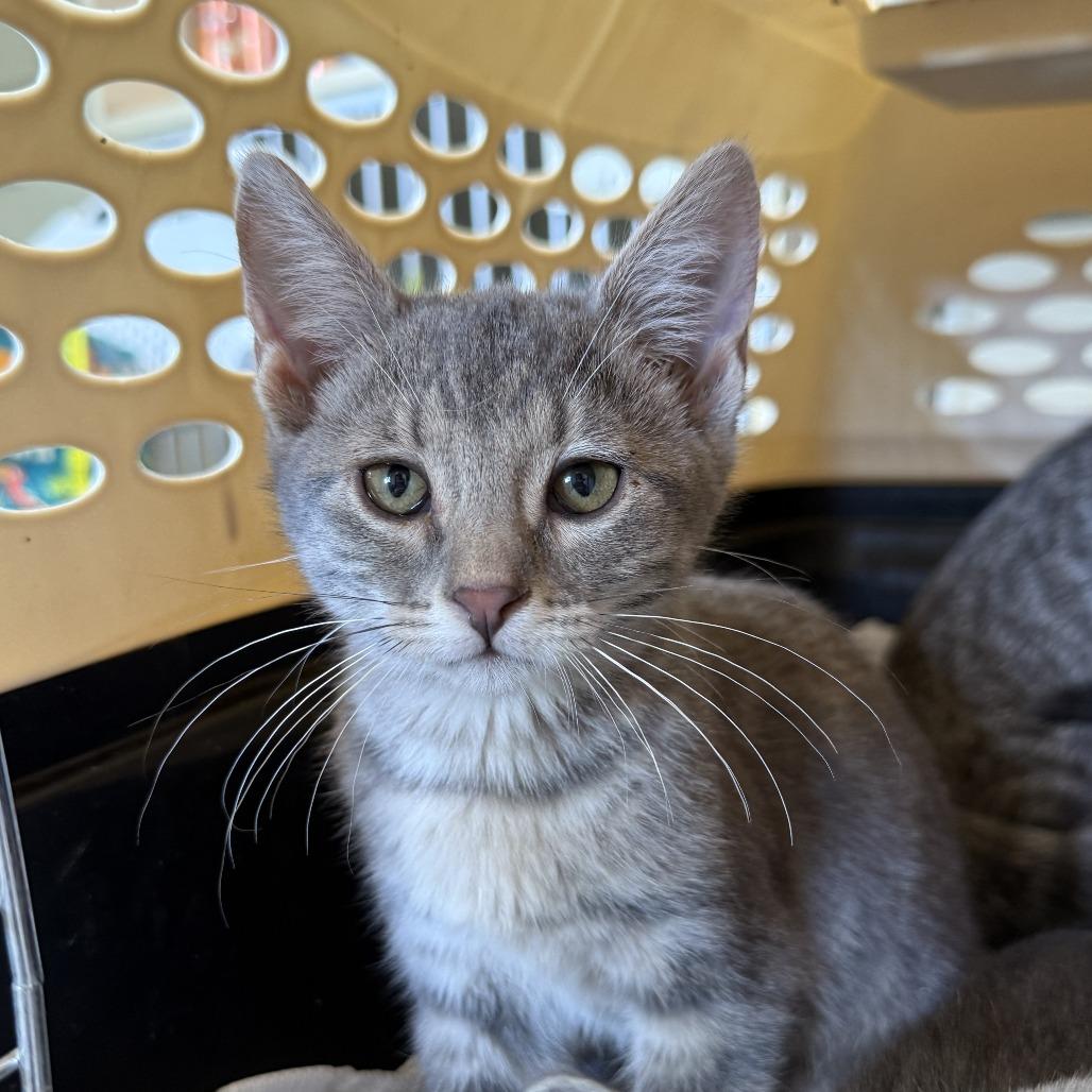 Enlarge Tinkerbell, a Adopted Domestic Short Hair in Ridgway, CO image 2/2