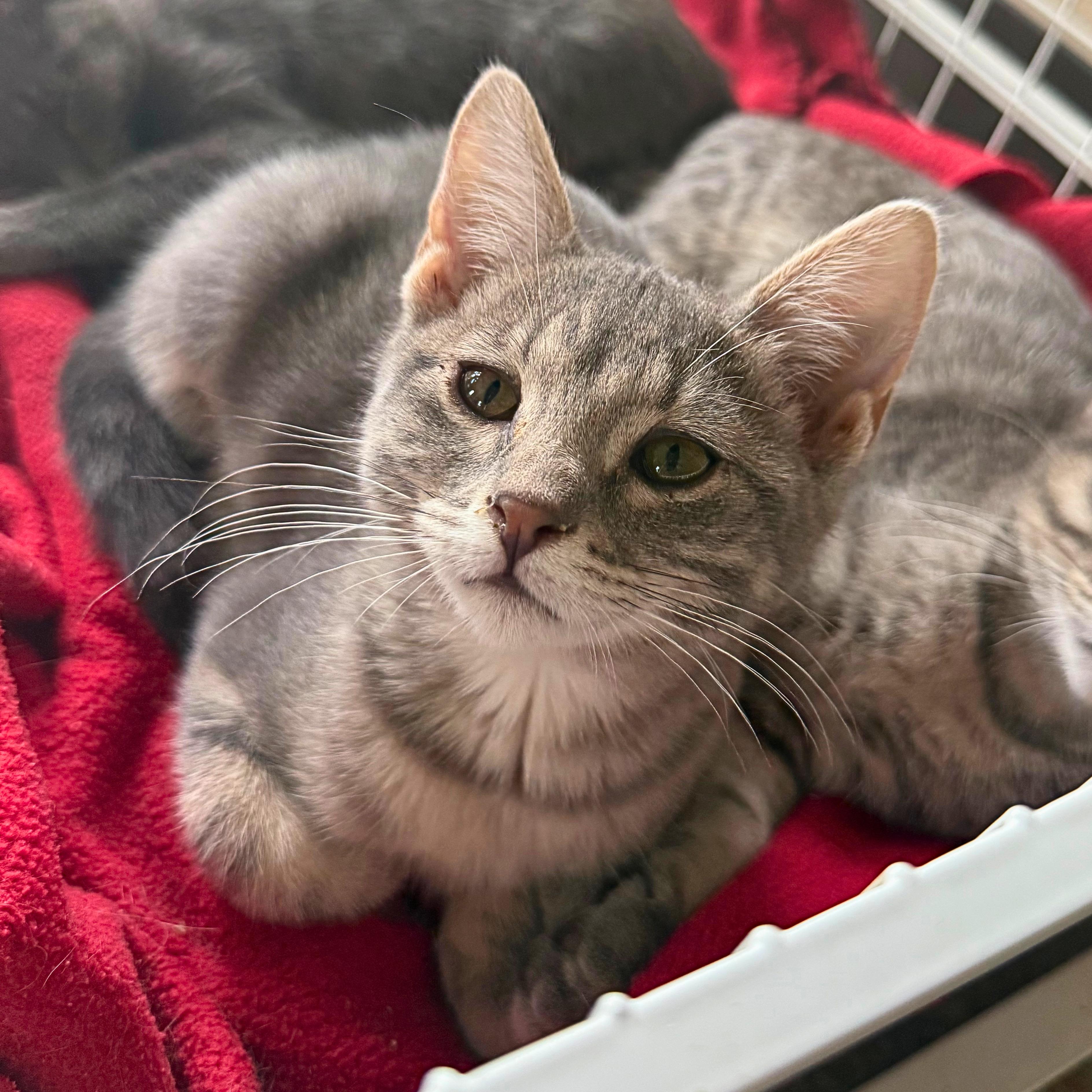 Tinkerbell, Adopted, Kitten Female Domestic Short Hair.