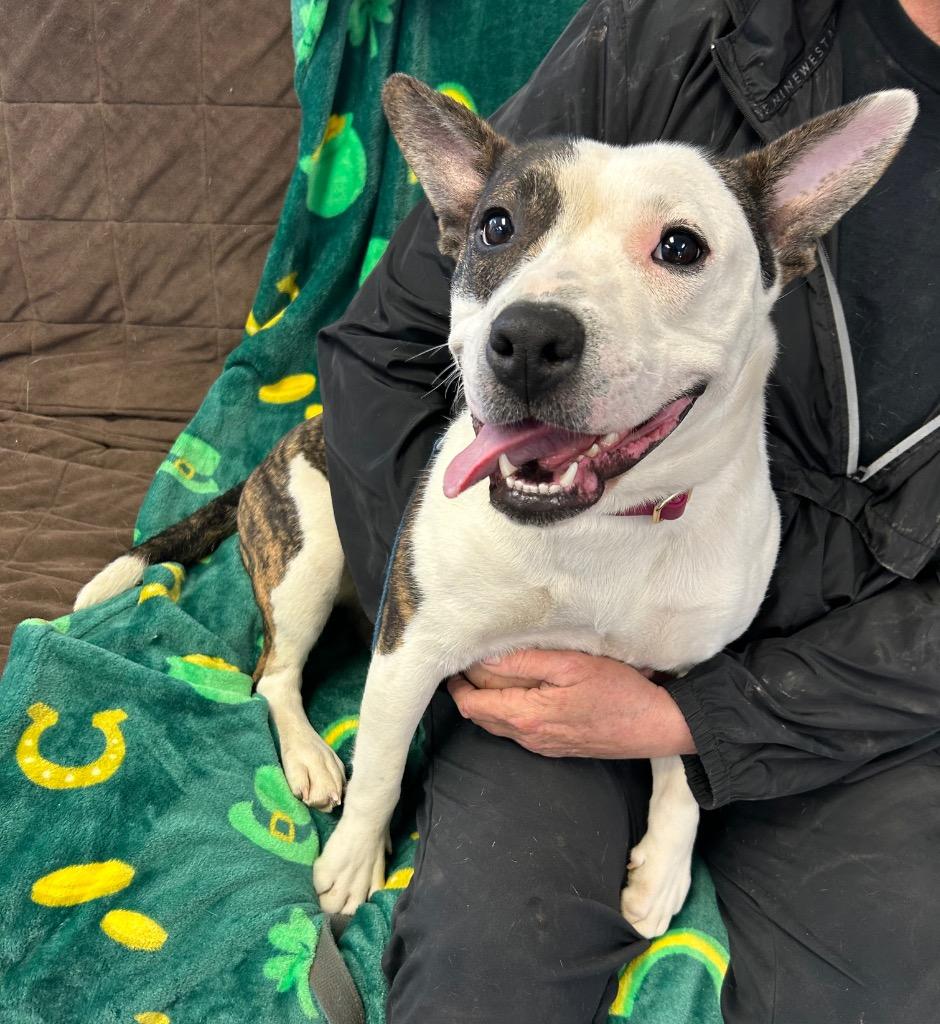 Enlarge Jayden Marie, a Adoptable mixed breed in Marion, OH image 2/6