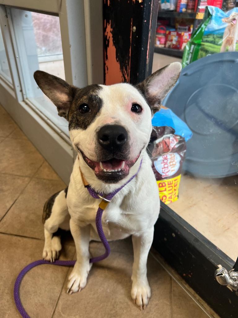 Enlarge Jayden Marie, a Adoptable mixed breed in Marion, OH image 3/6