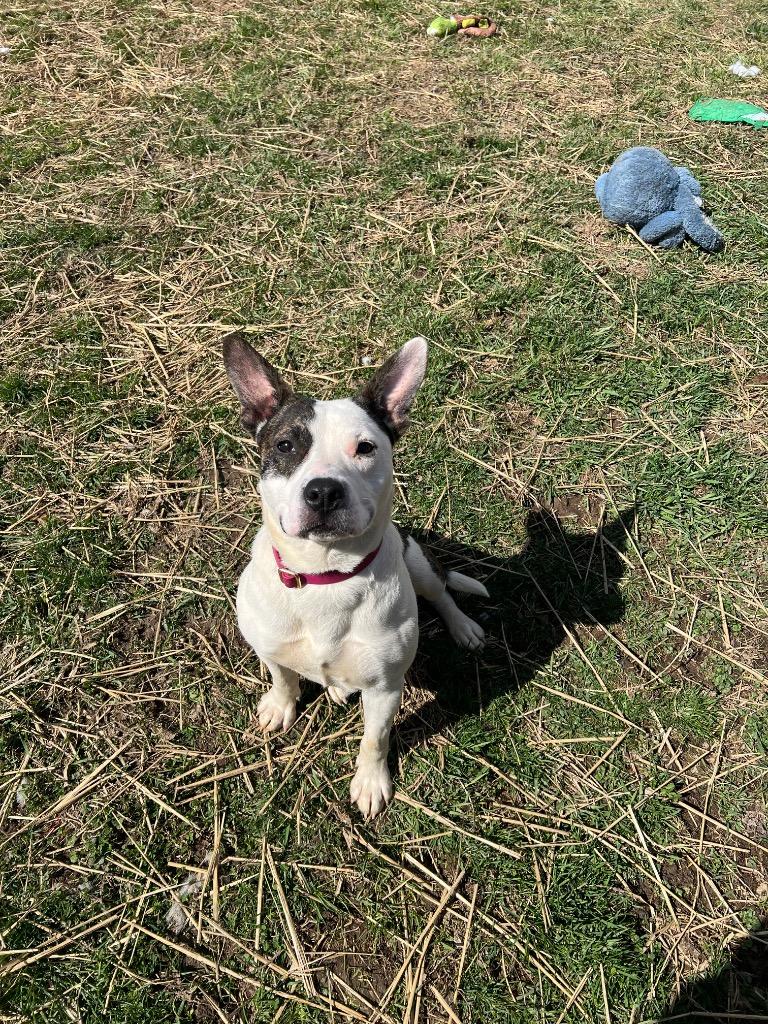 Enlarge Jayden Marie, a Adoptable mixed breed in Marion, OH image 4/6