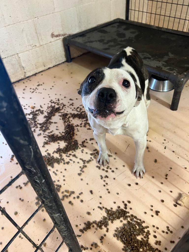 Jayden Marie, a Adoptable mixed breed in Marion, OH image 1/6