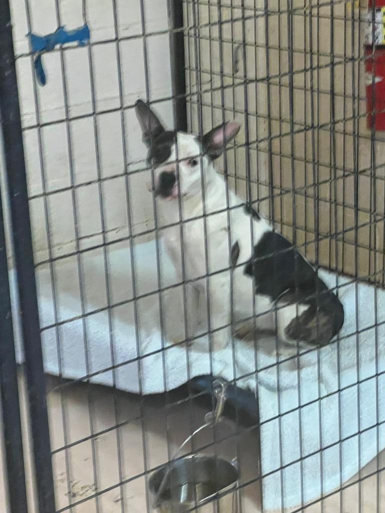 Jayden Marie, a Adoptable mixed breed in Marion, OH image 2/6