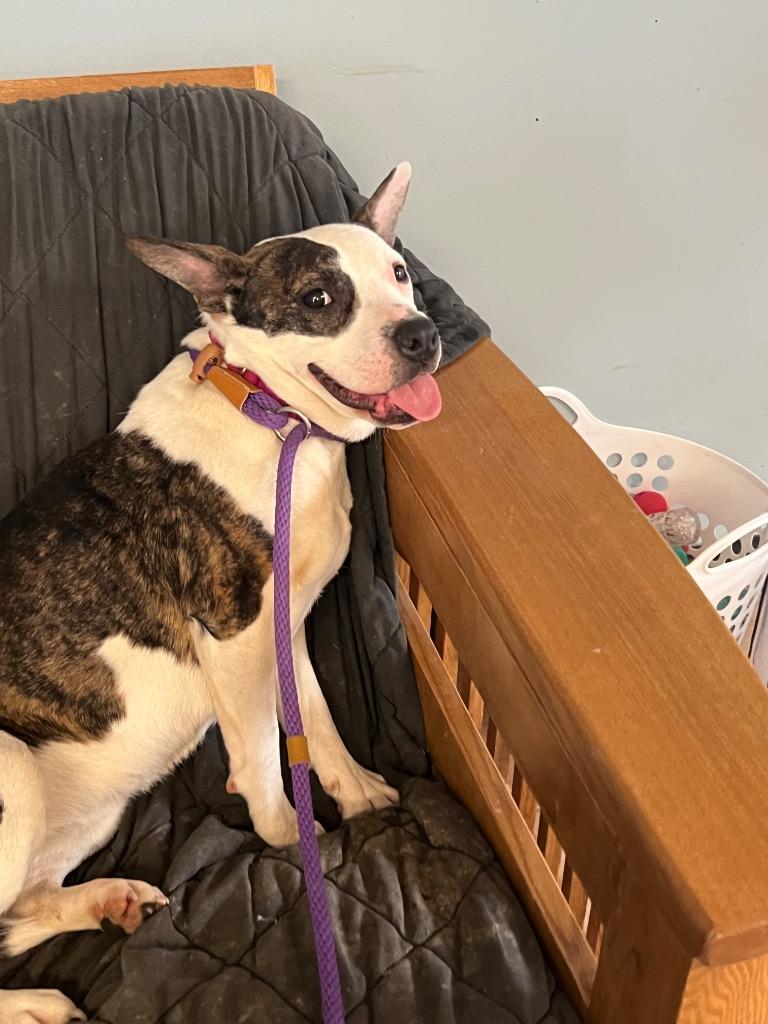 Jayden Marie, a Adoptable mixed breed in Marion, OH image 3/6