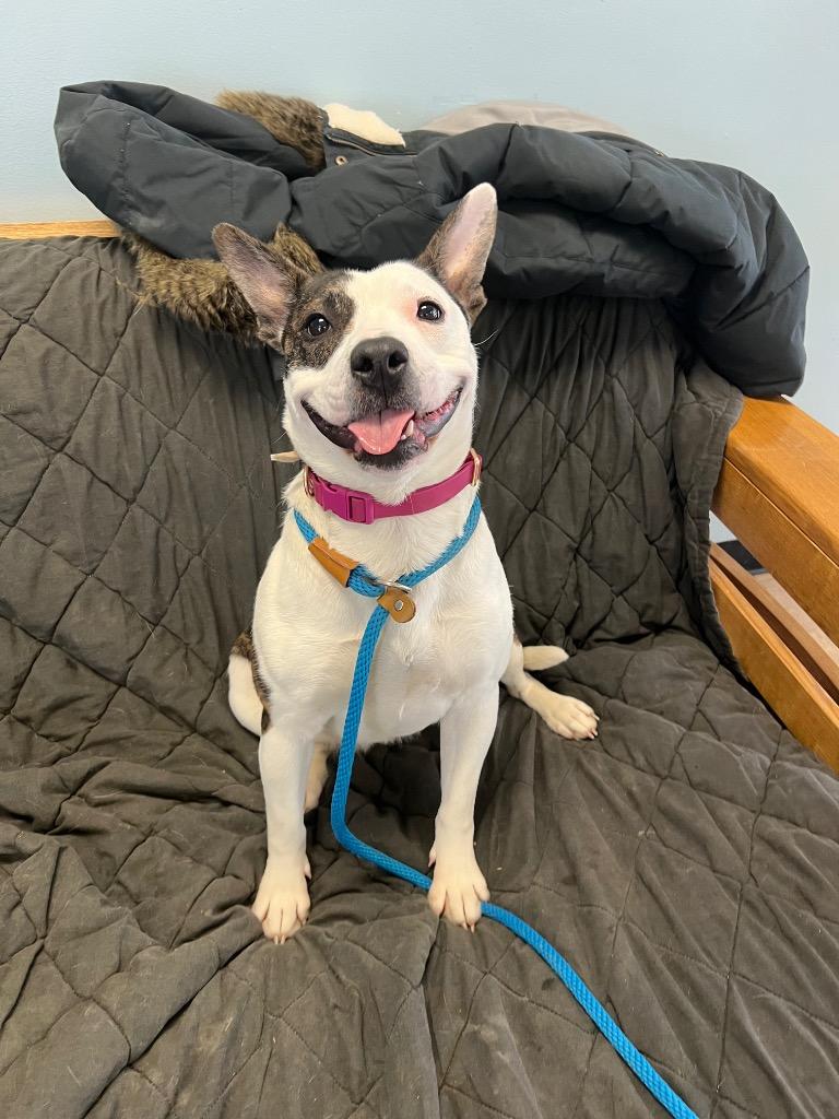 Enlarge Jayden Marie, a Adoptable mixed breed in Marion, OH image 5/6