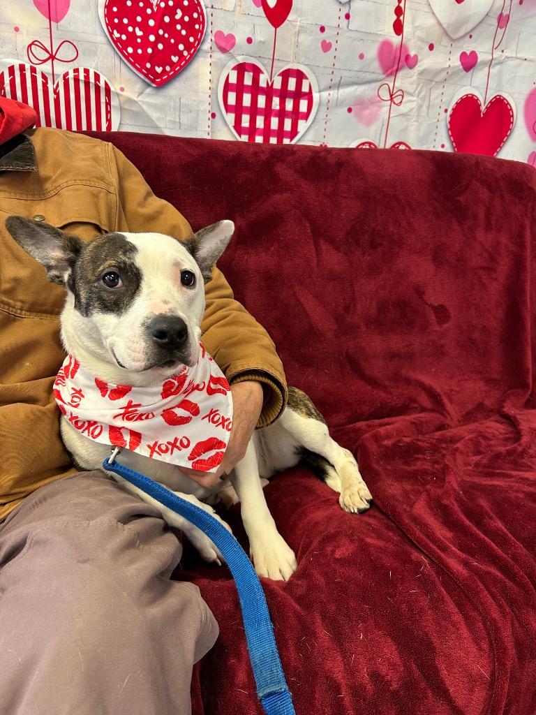 Enlarge Jayden Marie, a Adoptable mixed breed in Marion, OH image 6/6