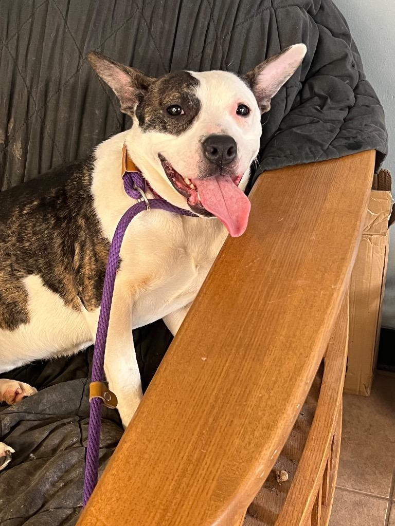 Jayden Marie, a Adoptable mixed breed in Marion, OH image 4/6