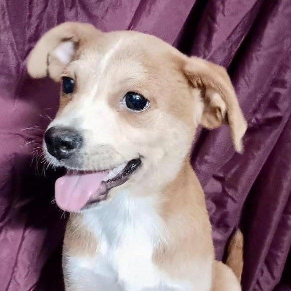 Robert, Adoptable, Puppy Male Chihuahua.