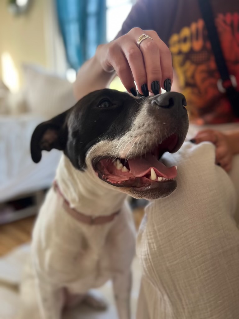 Enlarge Blossom , a Adoptable Staffordshire Bull Terrier in Los Angeles , CA image 4/5