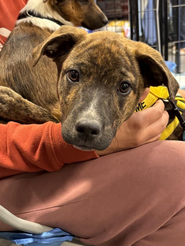 Kenny, a Adoptable mixed breed in Lafayette, CO image 1/5