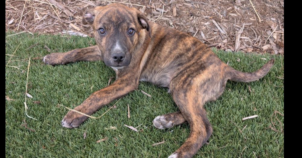 Kenny, a Adoptable mixed breed in Lafayette, CO image 2/5