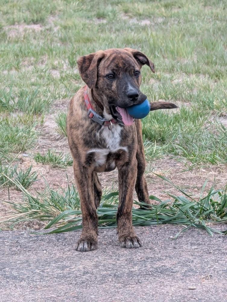Kenny, a Adoptable mixed breed in Lafayette, CO image 3/5