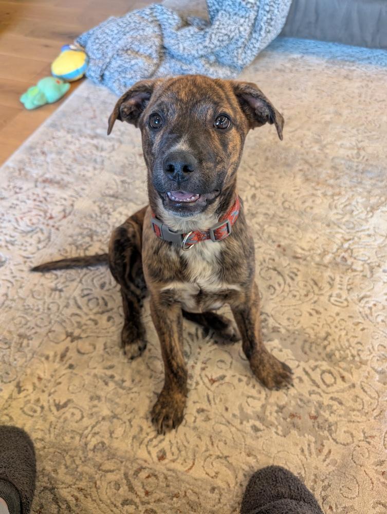 Kenny, a Adoptable mixed breed in Lafayette, CO image 5/5