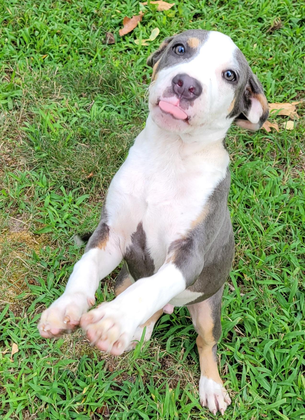 Enlarge Chunk, a ADOPTABLE mixed breed in Elwood, NJ image 4/6