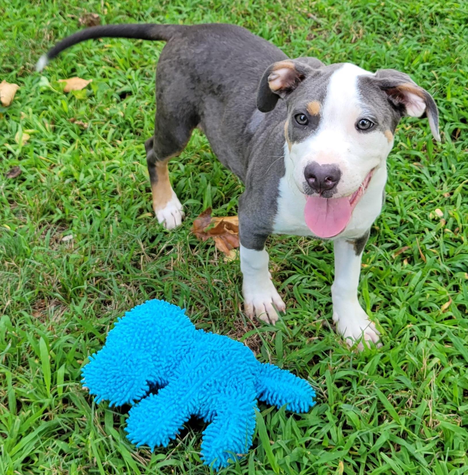 Enlarge Chunk, a ADOPTABLE mixed breed in Elwood, NJ image 2/6