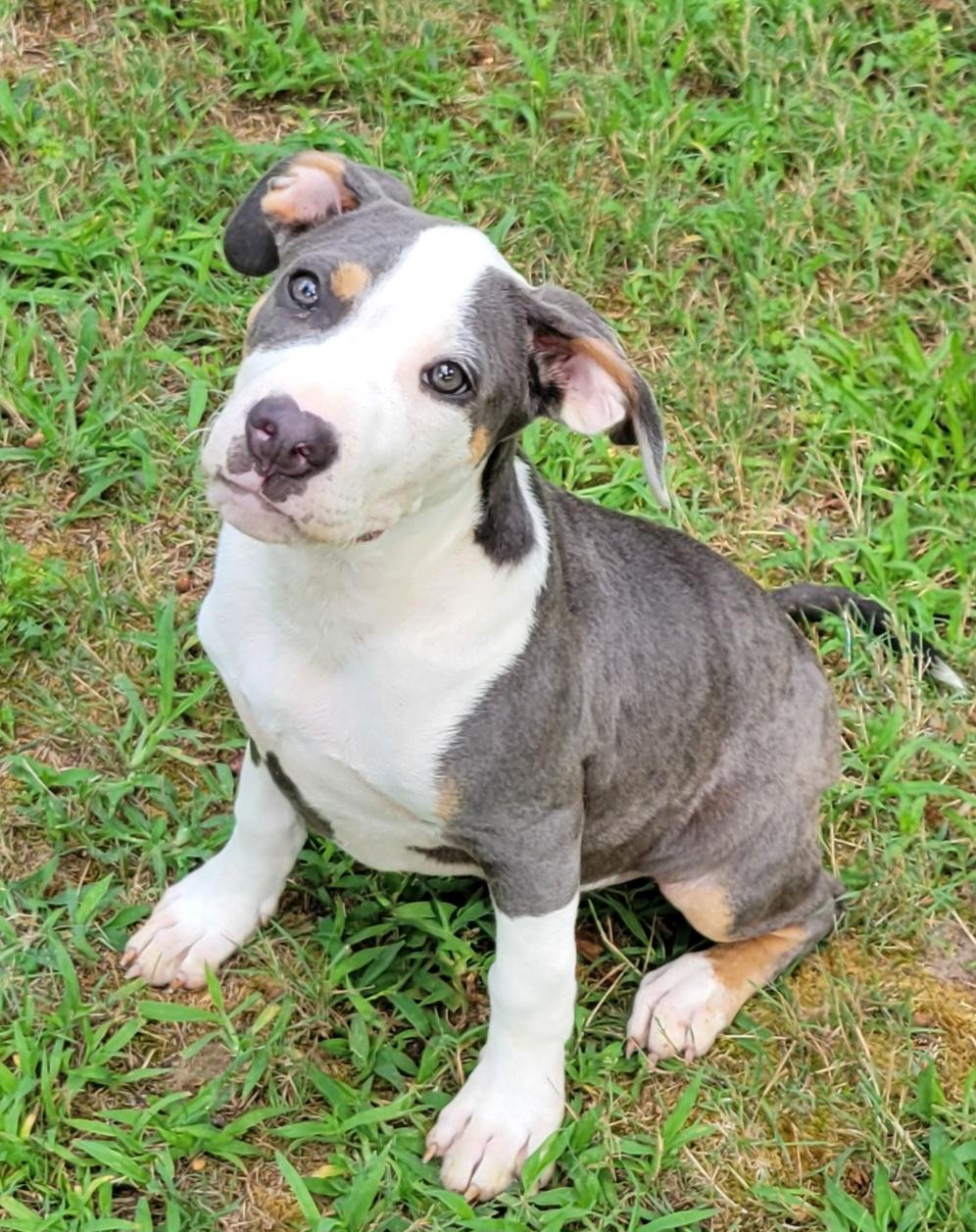 Enlarge Chunk, a ADOPTABLE mixed breed in Elwood, NJ image 5/6