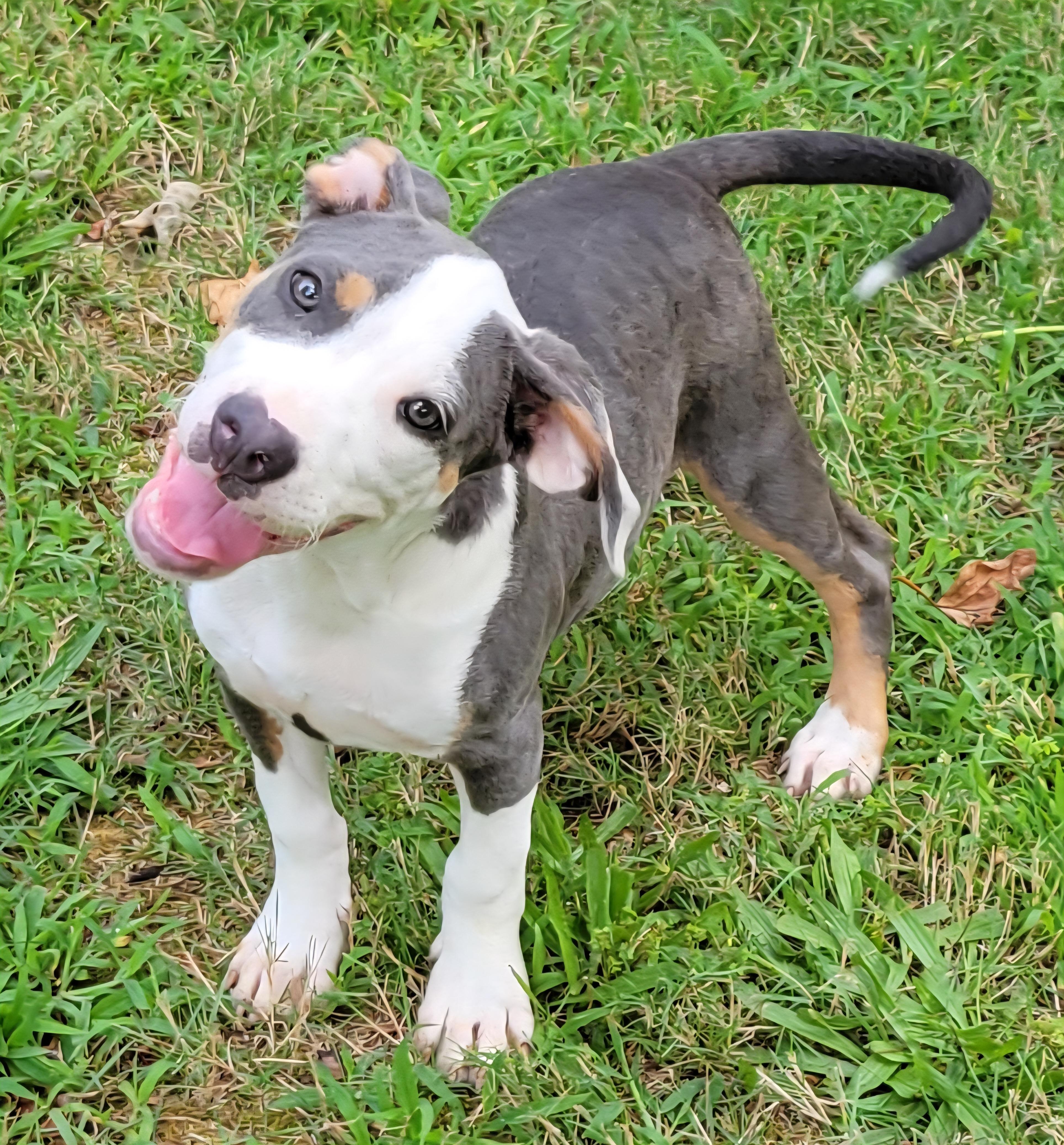 Chunk, ADOPTABLE, Puppy Male Pit Bull Terrier.