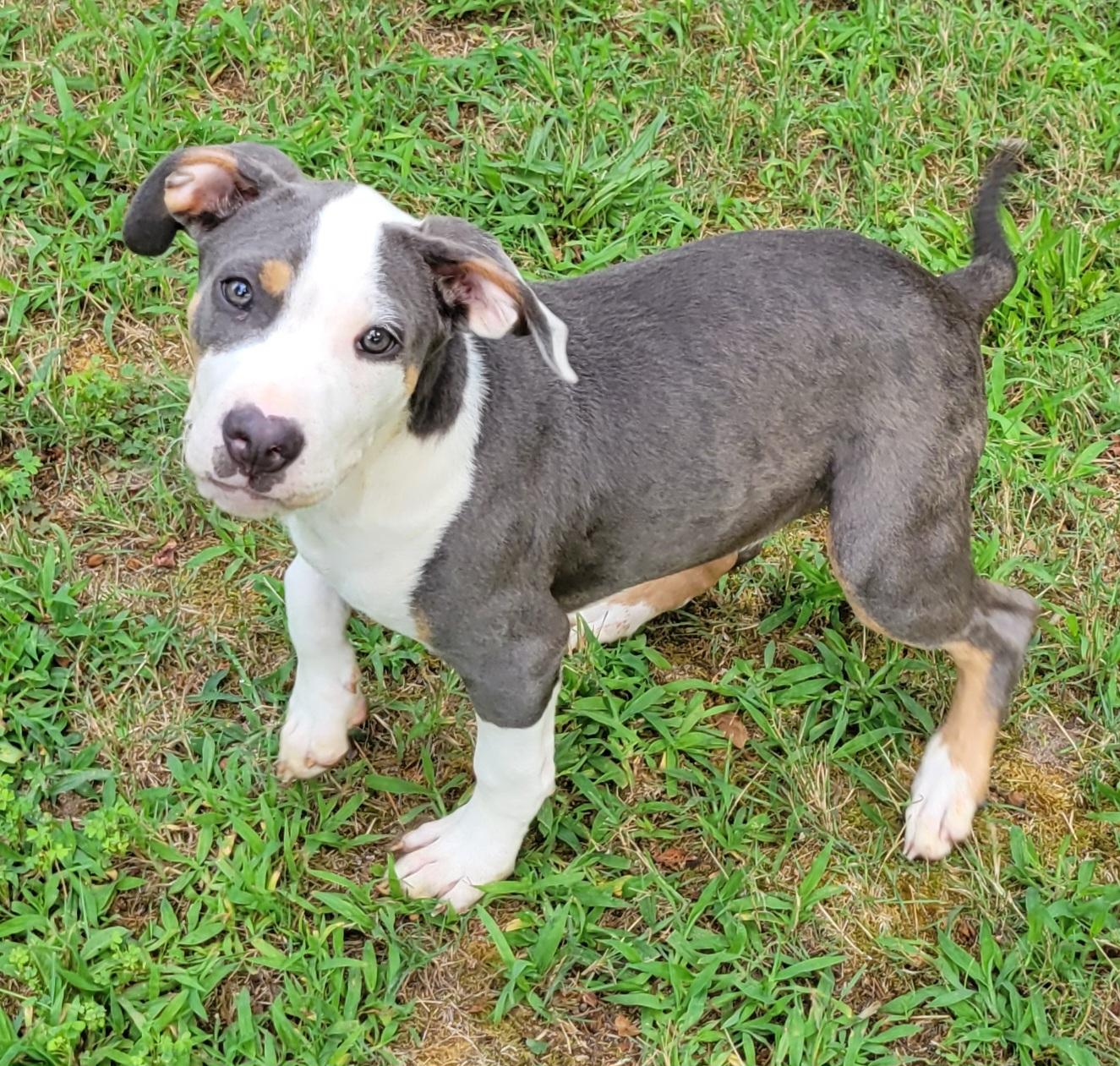 Enlarge Chunk, a ADOPTABLE mixed breed in Elwood, NJ image 6/6