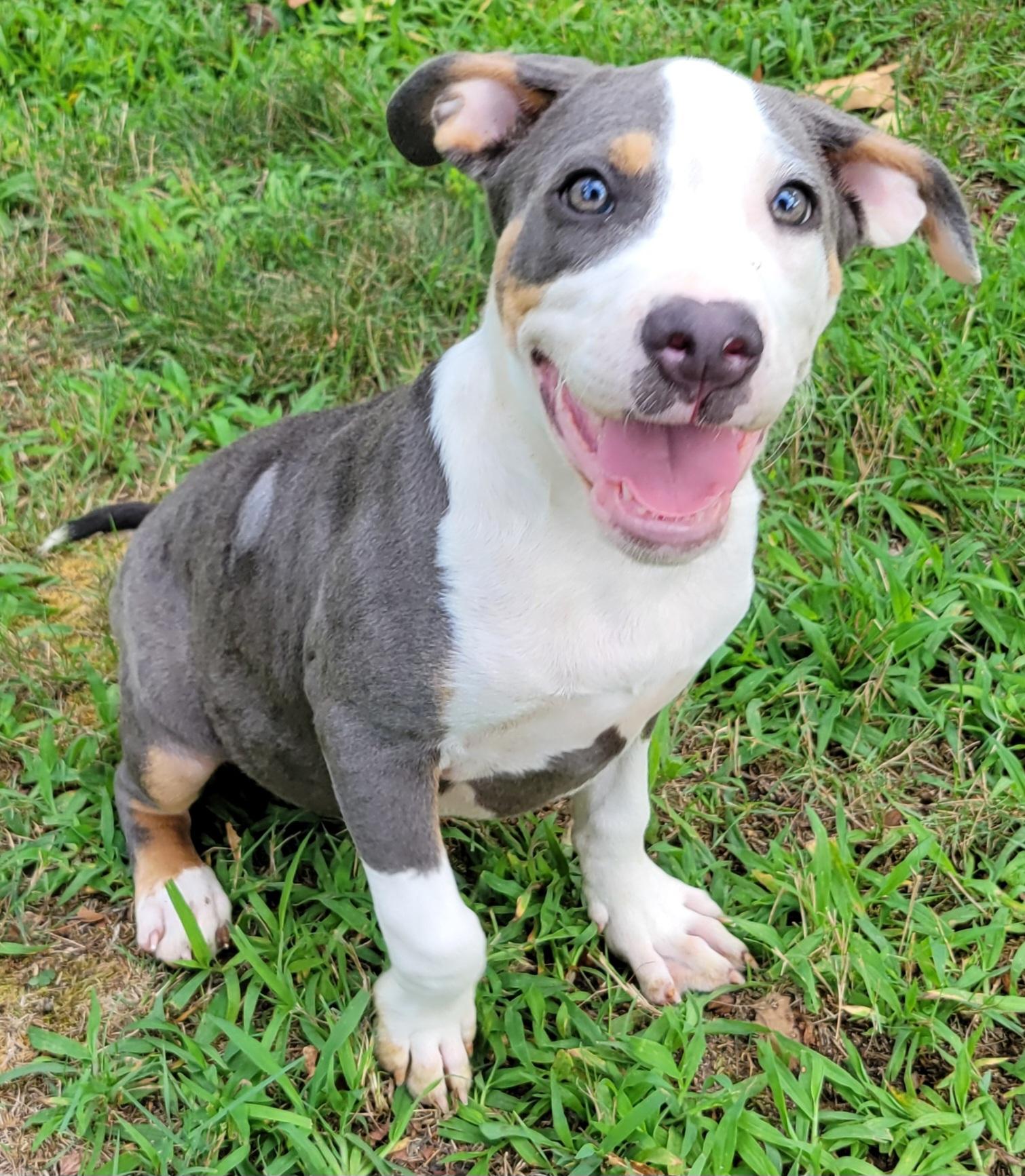 Enlarge Chunk, a ADOPTABLE mixed breed in Elwood, NJ image 3/6