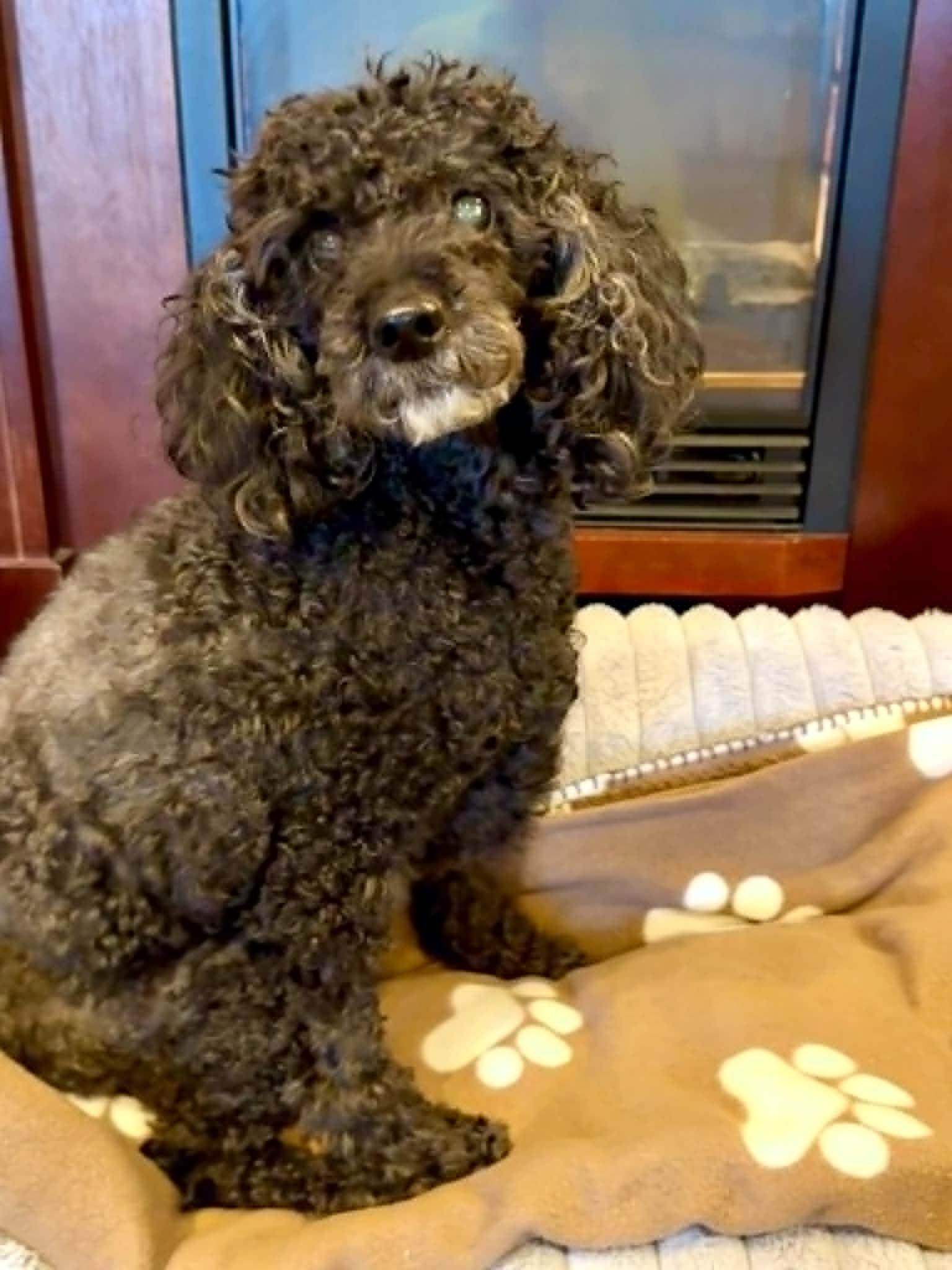 Enlarge SAMMY, a Adoptable Miniature Poodle in Port Clinton, OH image 1/2