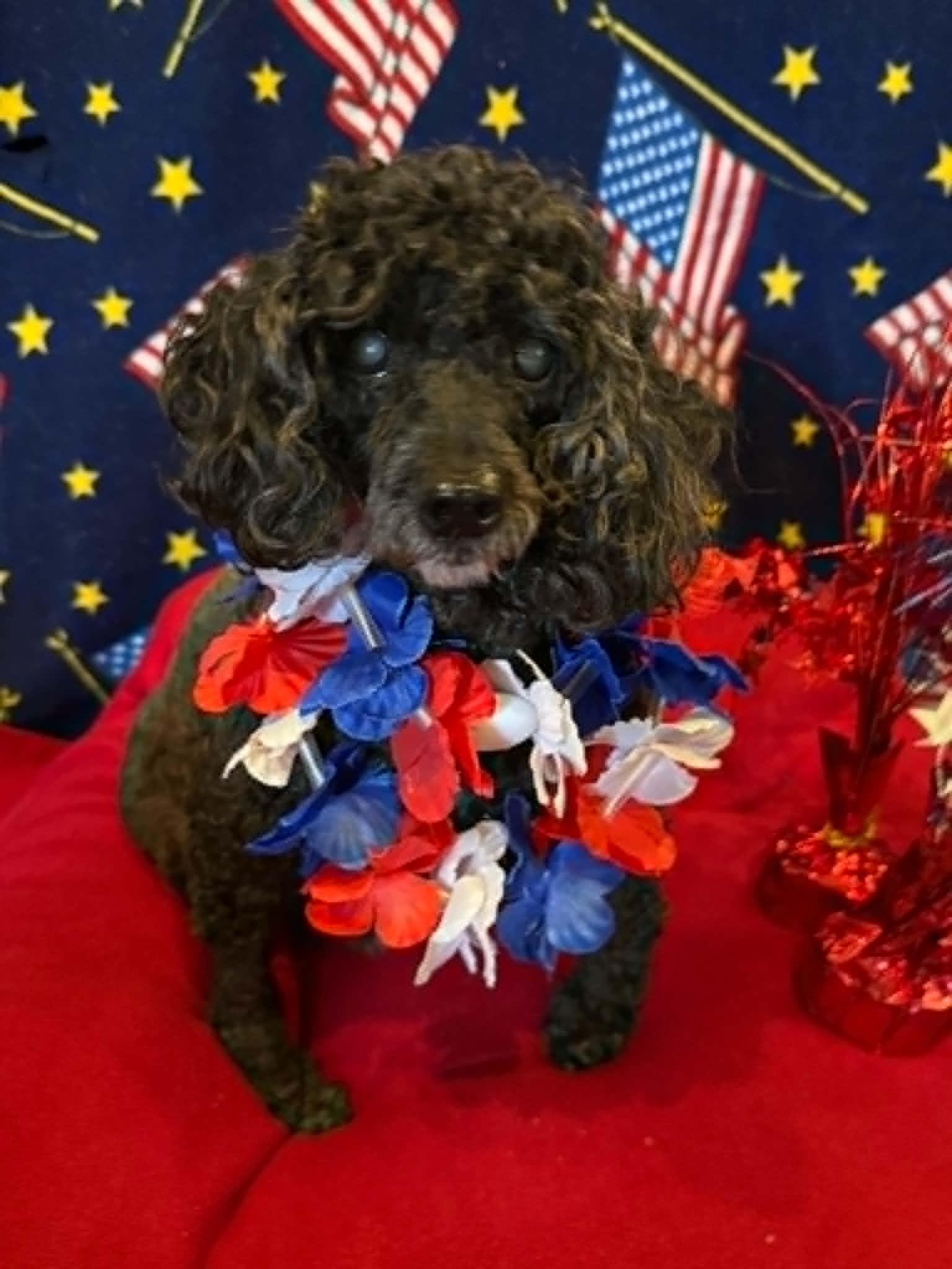 Enlarge SAMMY, a Adoptable Miniature Poodle in Port Clinton, OH image 2/2