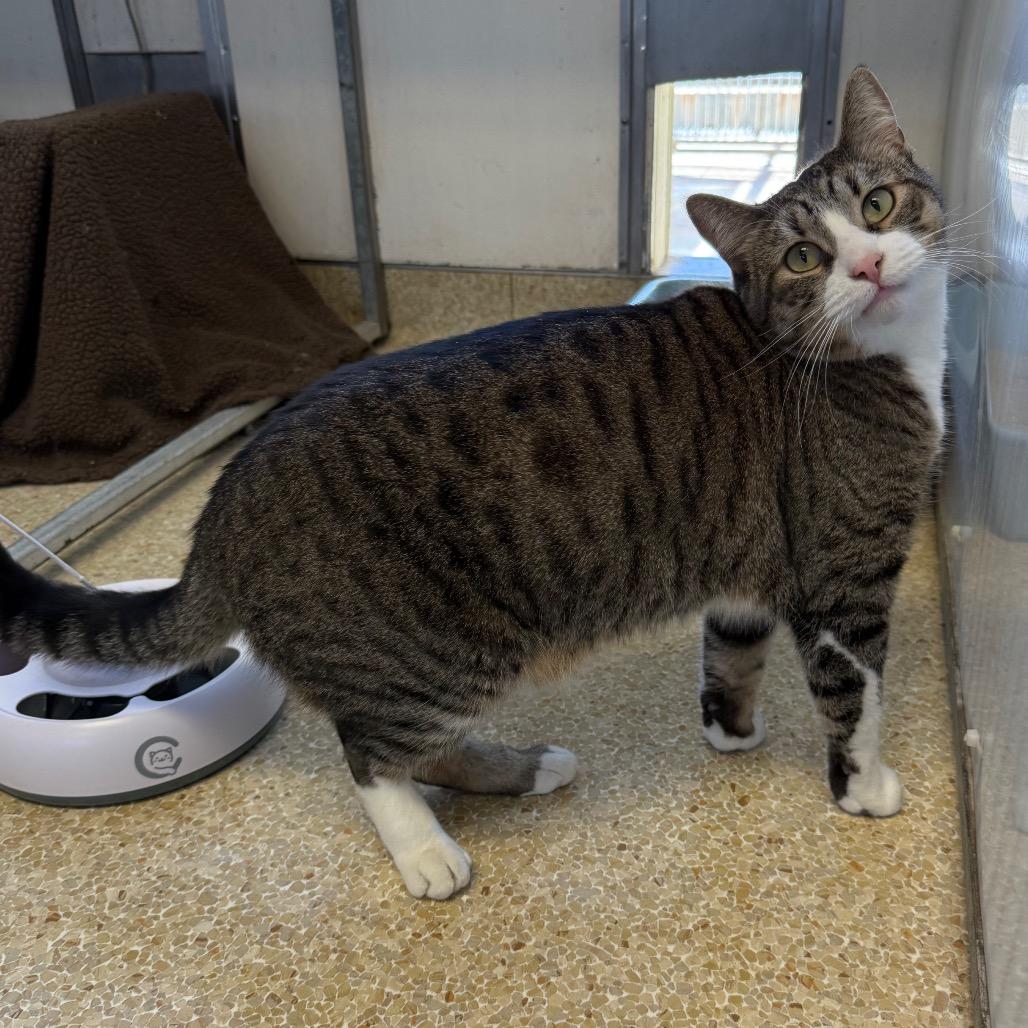 Sammy, Adoptable, Adult Male Domestic Short Hair.