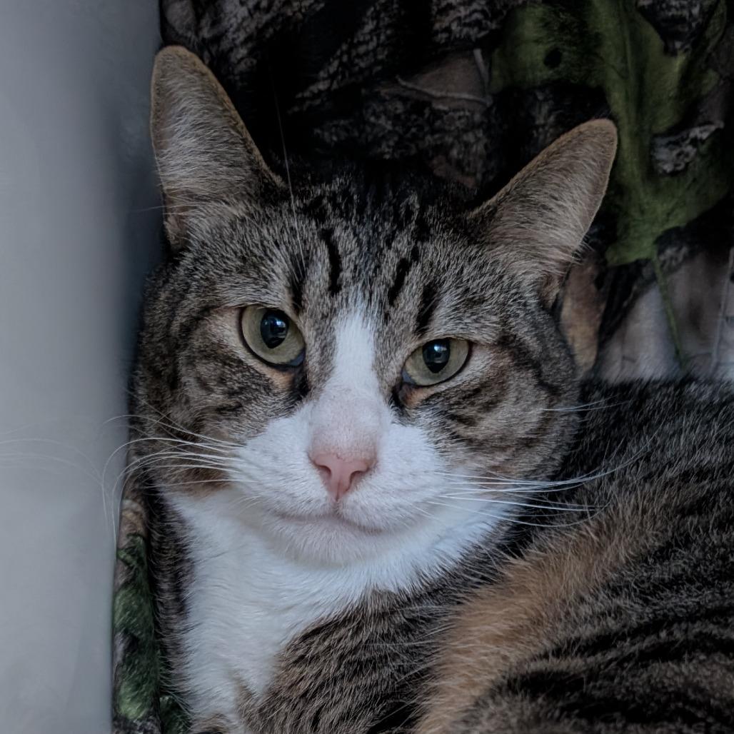 Enlarge Sammy, a Adoptable Domestic Short Hair in Santa Barbara, CA image 2/2