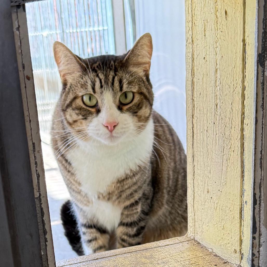 Enlarge Hammy, a Adoptable Domestic Short Hair in Santa Barbara, CA image 3/6