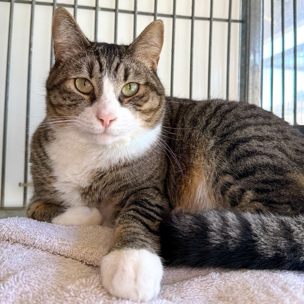 Enlarge Hammy, a Adoptable Domestic Short Hair in Santa Barbara, CA image 4/6