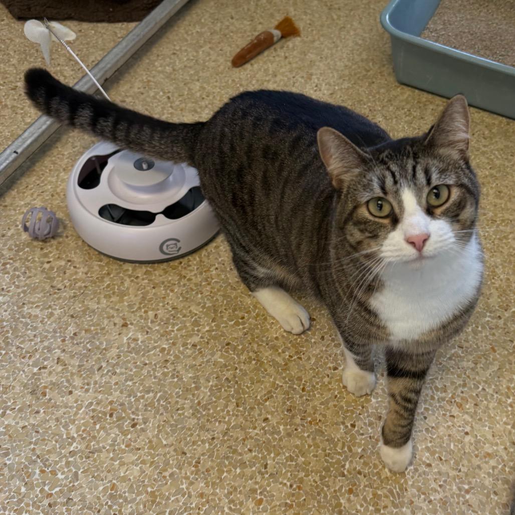 Enlarge Hammy, a Adoptable Domestic Short Hair in Santa Barbara, CA image 5/6