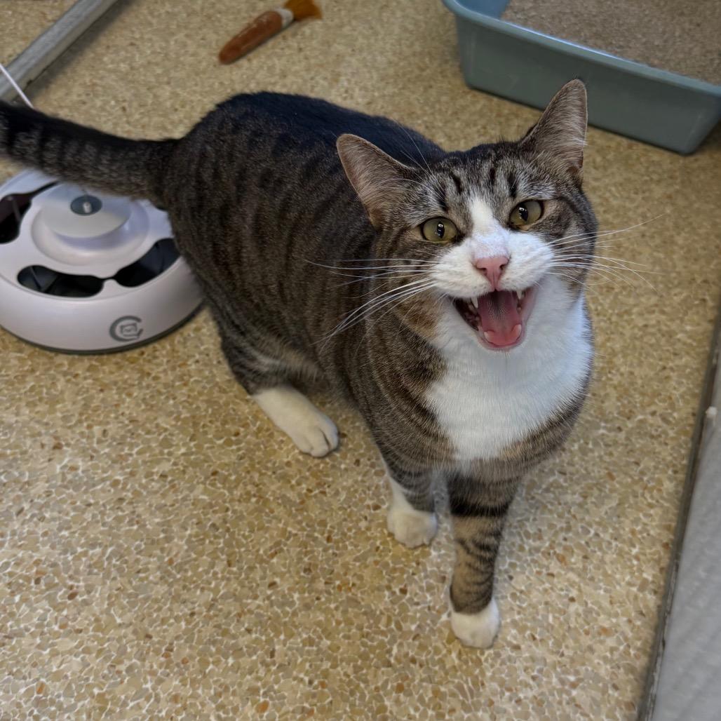 Enlarge Hammy, a Adoptable Domestic Short Hair in Santa Barbara, CA image 6/6