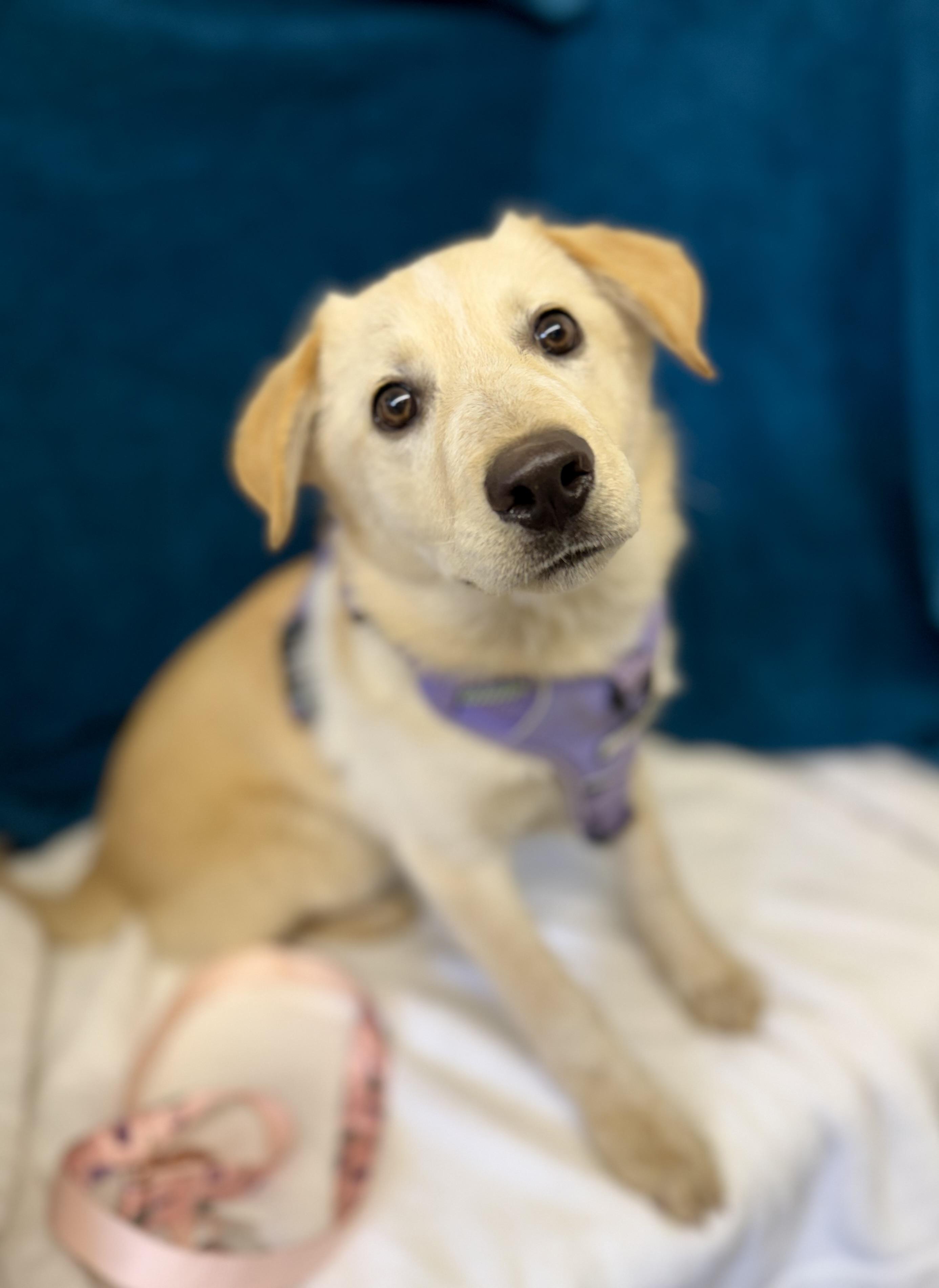 Mira — thumbnail 2